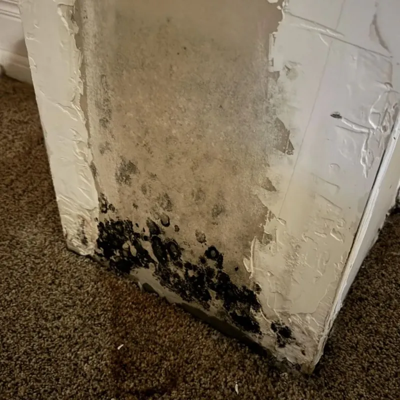 Professional Mold Removal in Sykesville, PA